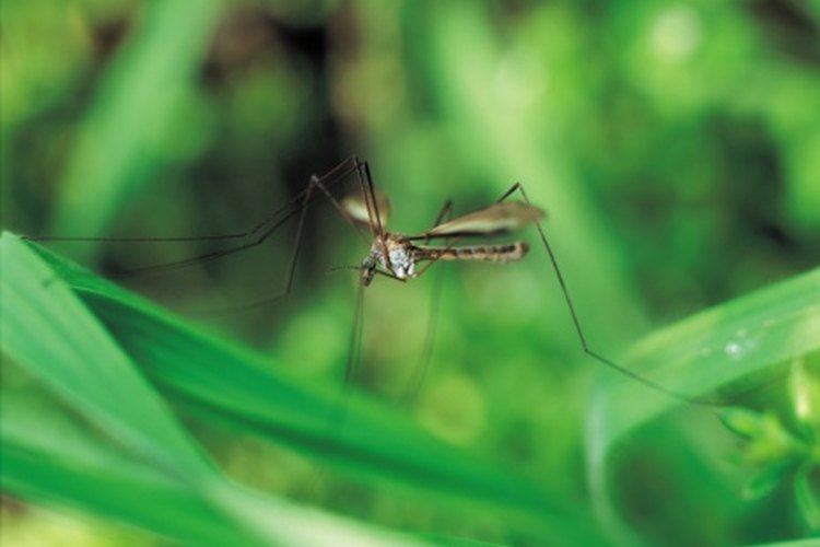 Consigue información para reconocer y tratar las picaduras de insectos.