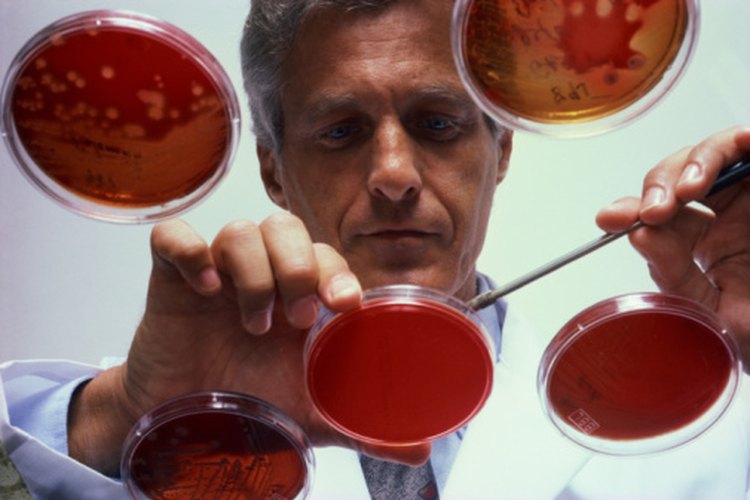 Algunas especies de bacterias del suelo son peligrosas para las plantas; algunos son peligrosos para los seres humanos.