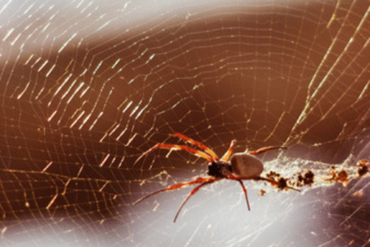 Las picaduras por arañas usualmente suceden cuando las personas están dormidas, de acuerdo con Bay Valley Pest.
