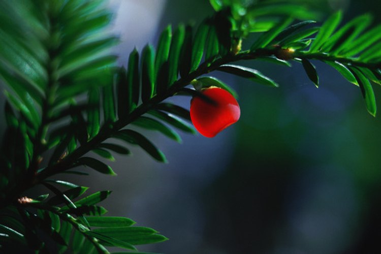 El tejo es un árbol de hoja perenne que da bayas rojas.