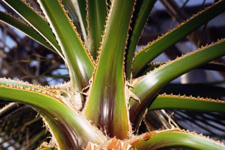 Agrega aloe vera a tu té para recibir beneficios para tu salud.
