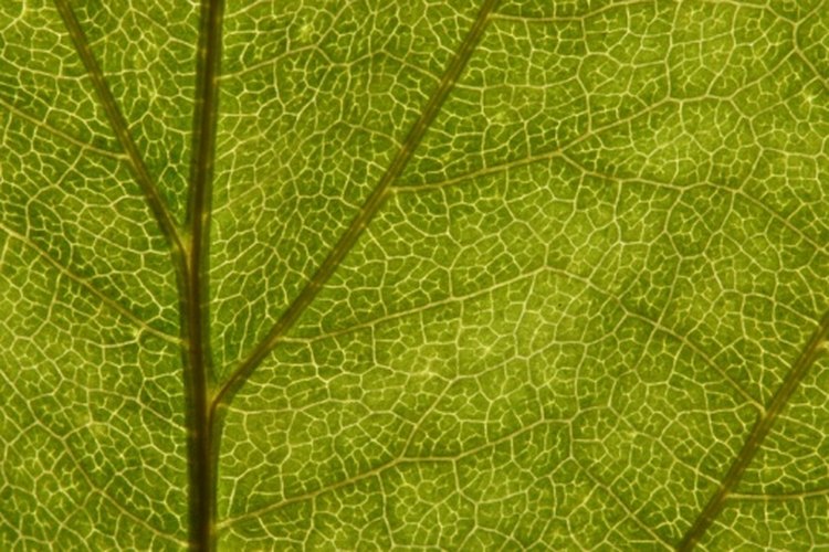 Las paredes celulares en las plantas mantienen ciertos nutrientes afuera, mientras permiten que otros sean permeables a las membranas.