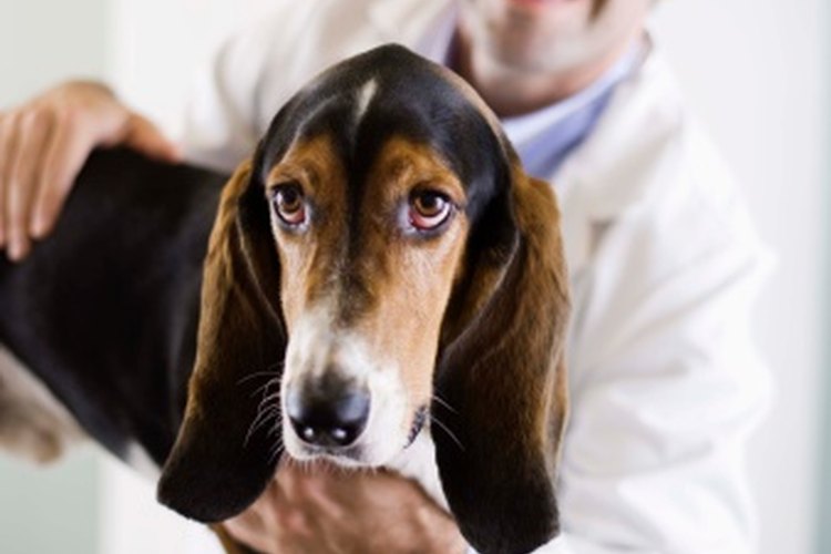 Si el perro tiene una herida por una mordida, llévalo al veterinario lo antes posible.