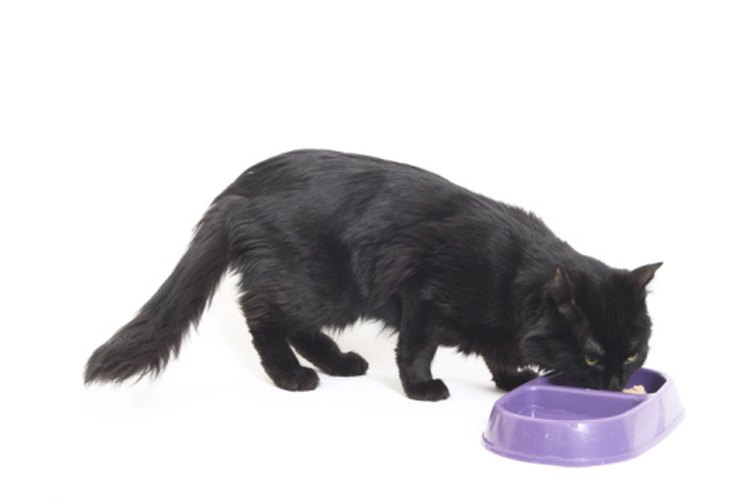 Elige inteligentemente el tipo de alimento que le das a tu gato.