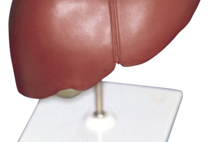 Tu hígado se encarga de filtrar los productos de desecho de tu sangre.