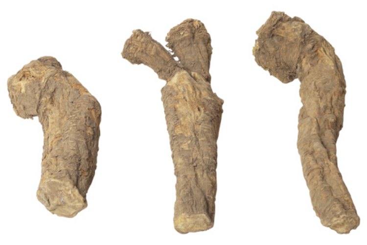 Los tubérculos de mandioca son una rica fuente de hidratos de carbono.
