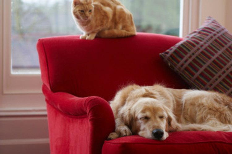 Los ácaros de la sarna comúnmente infectan a perros y gatos, y estos pueden transmitirla a los humanos a través del contacto.