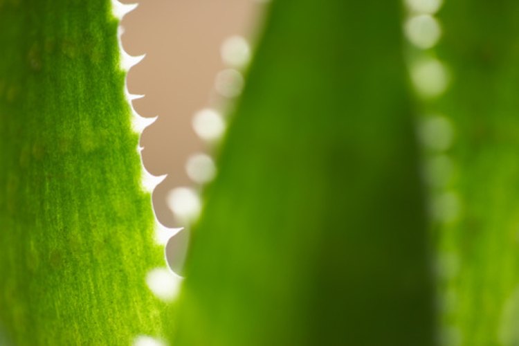 Los polisacáridos de Aloe vera dan al gel sus cualidades calmantes.
