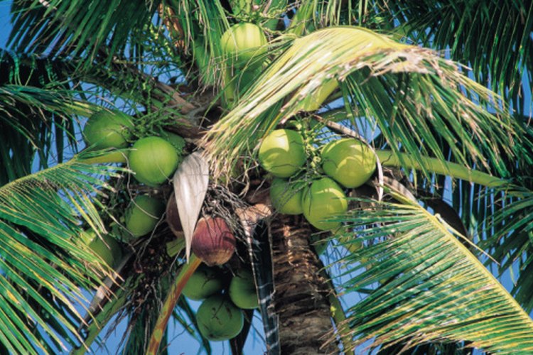 El agua de coco proviene de cocos tiernos.