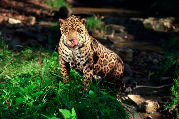 Los leopardos se han convertido en una especie en peligro de extinción debido a la deforestación.