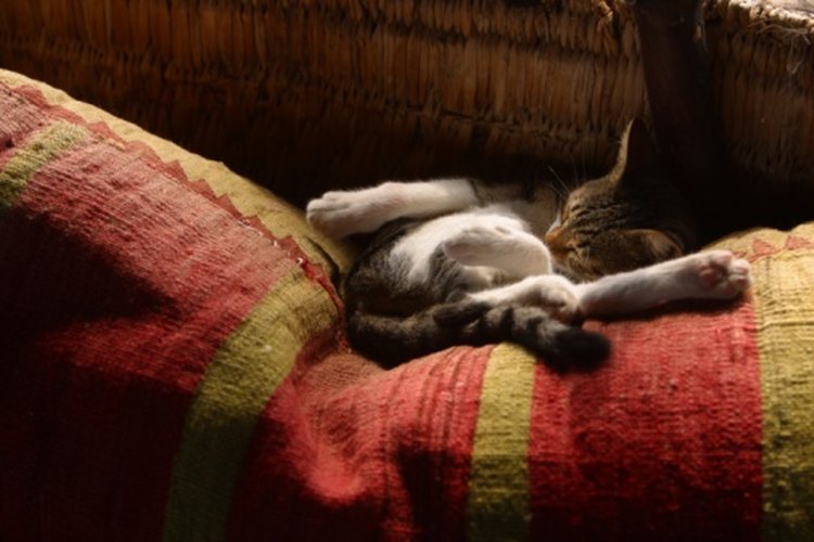 Si tu gato está siempre cansado, podría estar anémico.