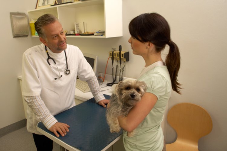 Lleva a tu perro al veterinario si sospechas que tiene parásitos en la piel.