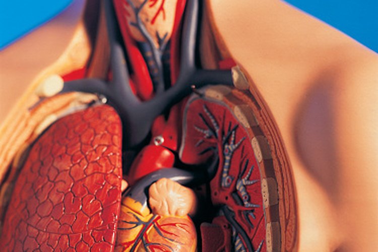 Un lado de la cavidad pleural contiene al pulmón y a otros órganos.