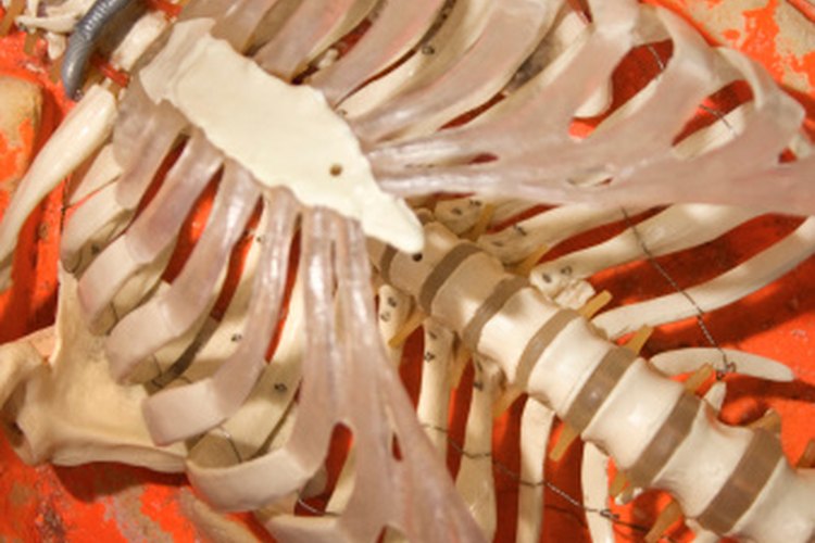 El esternón conecta las costillas a la parte delantera del cuerpo.