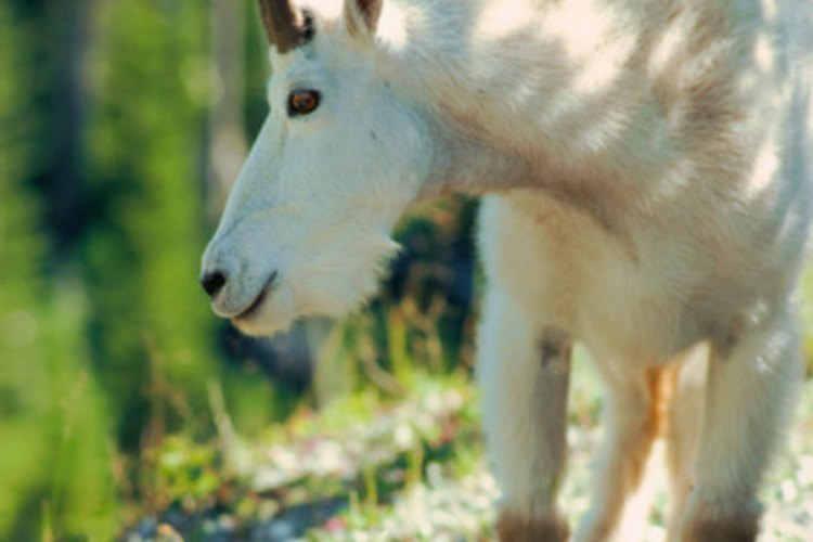 Las cabras pueden ser utilizadas como agentes de control biológico contra el kudzu.