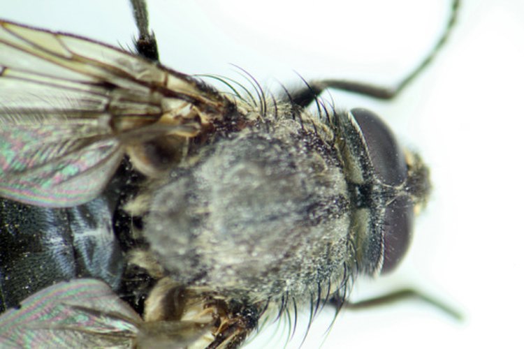 La mosca doméstica es una plaga en los restaurantes sucios.