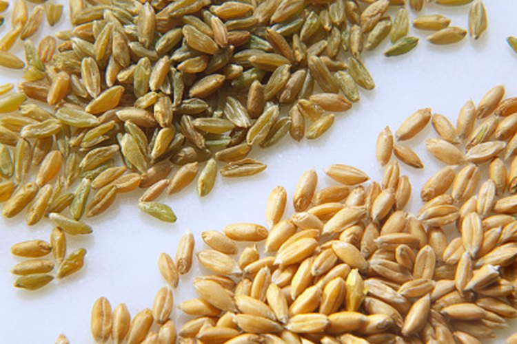 Los granos de espelta son molidos para hacer una harina que sabe a nueces.