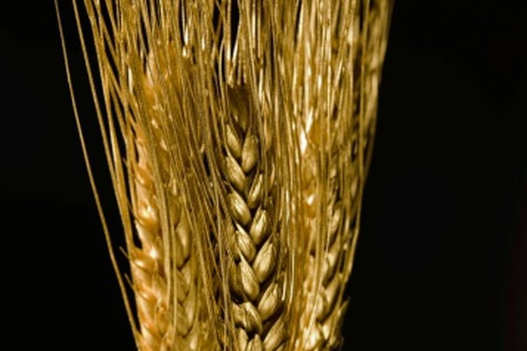 El germen de trigo es la parte más nutritiva del grano.