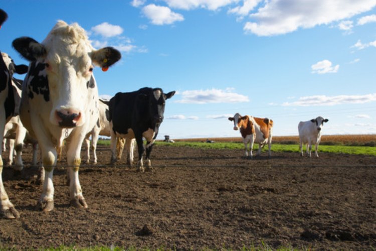 Los sistemas digestivos de las vacas y los humanos difieren en muchas formas.