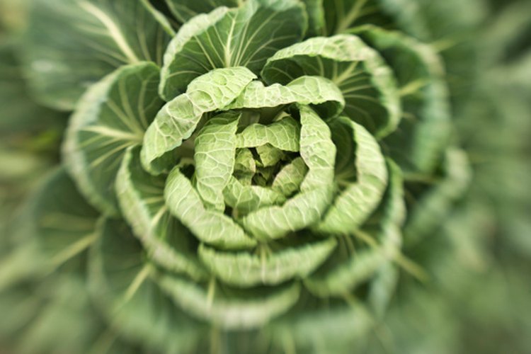 Las verduras contienen celulosa.