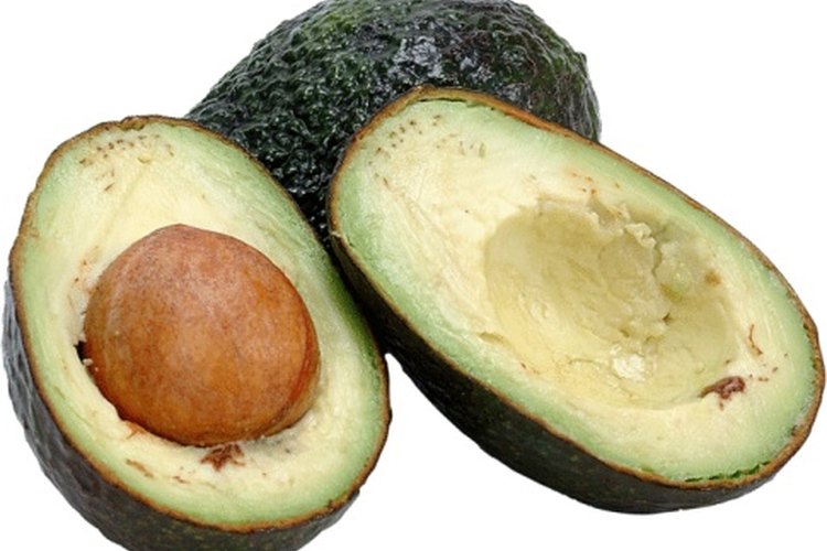 La mayoría de las variedades de aguacate resistentes a las heladas son mexicanos.