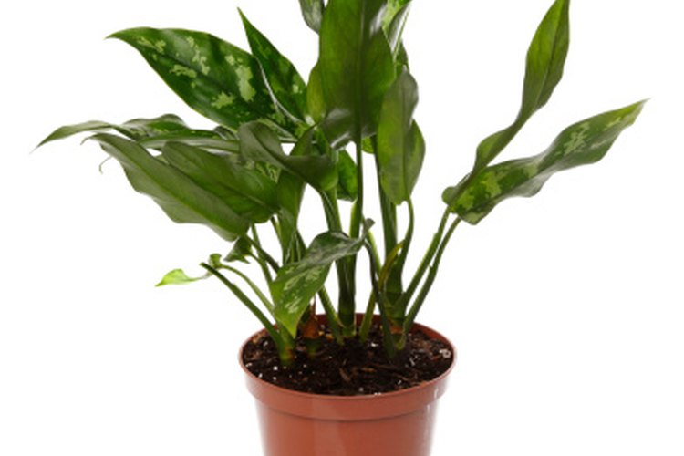 La respiración celular de las plantas se puede observar usando una envoltura de plástico alrededor de las hojas individuales.