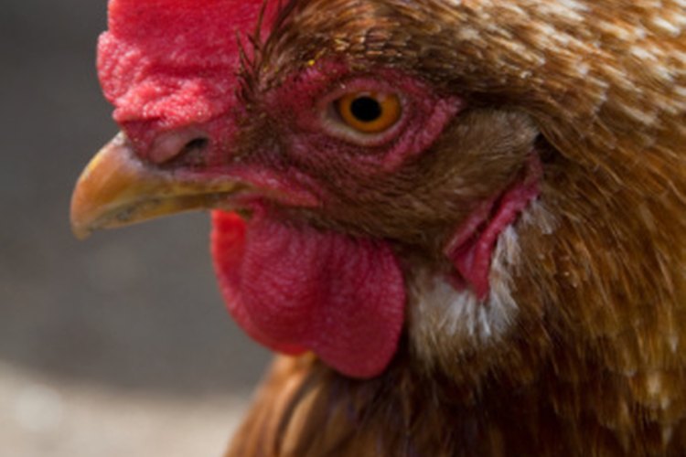 Natural Ways to Fatten Up a Chicken | Pets on Mom.com