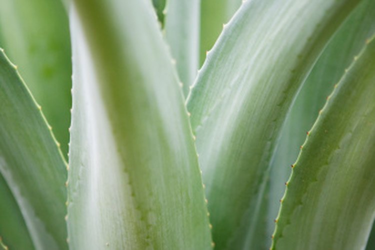 El jugo de la planta de aloe puede ayudar a regular la presión arterial.