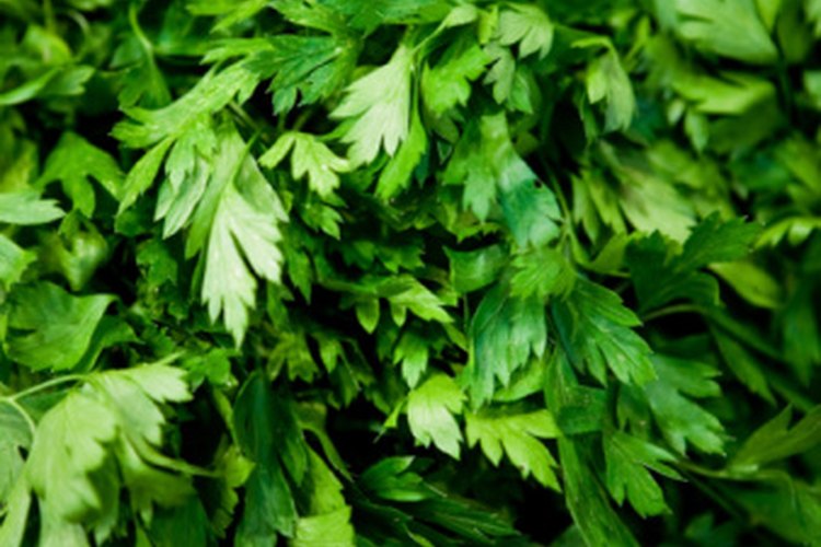 La clorofila es una sustancia natural que da a las plantas su color verde.