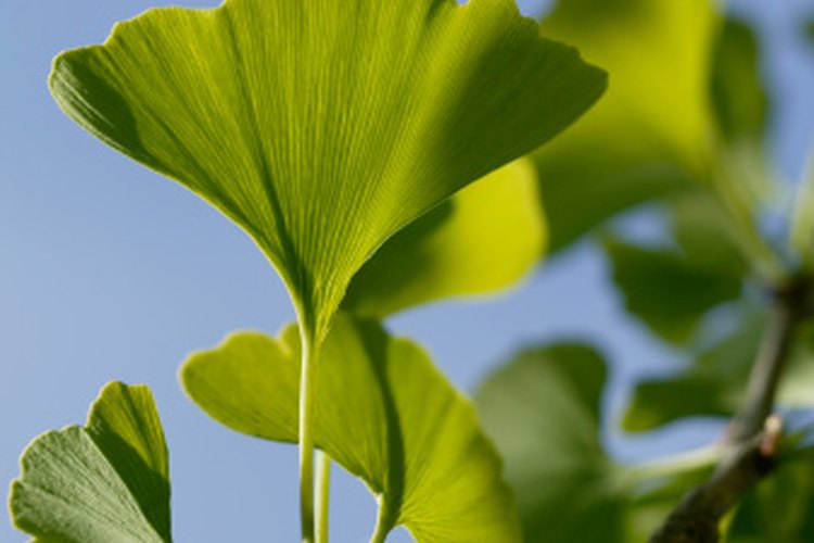 El gingko biloba estimula la producción de HGH.