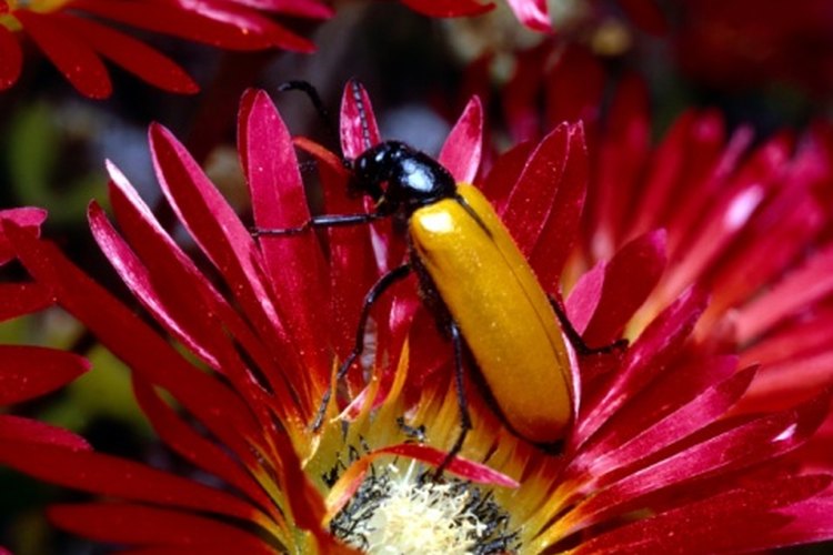 El cuerpo de los meloidos contiene la toxina cantaridina.