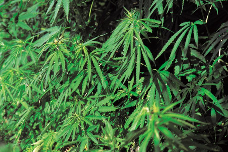 Las semillas de cáñamo proceden de las plantas cannabis.