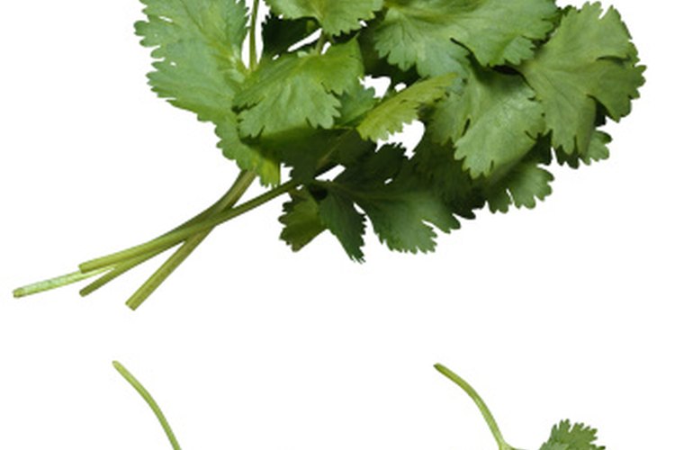 El cilantro añade un sabor fuerte a cualquier platillo.