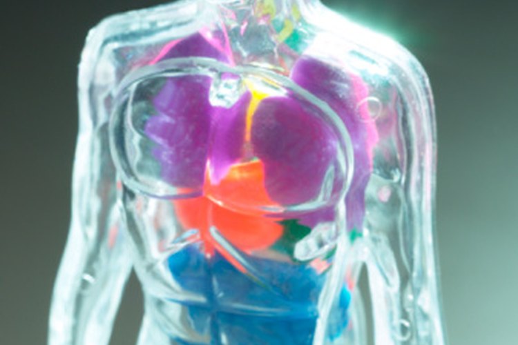 Los procesos homeostáticos mantienen la estabilidad interna del cuerpo.