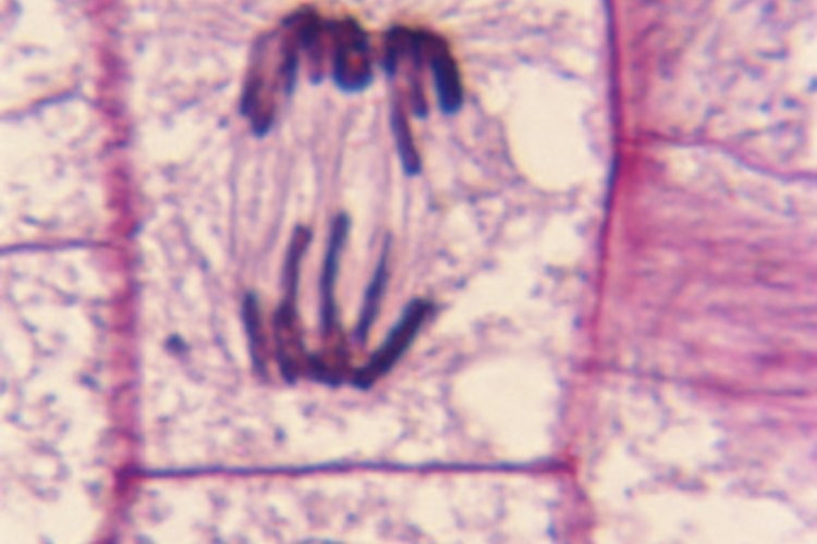 La meiosis pasa por cuatro diferentes etapas.