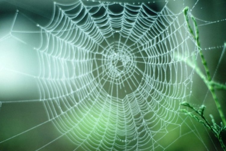 Sabrás cuando hayas sido mordido por una araña porque es doloroso.