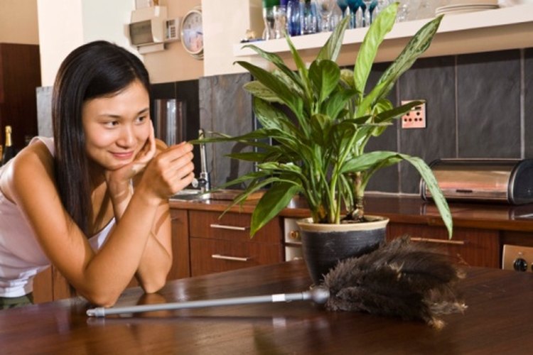 Llenar tu casa con plantas puede mejorar la calidad del aire en tu hogar.