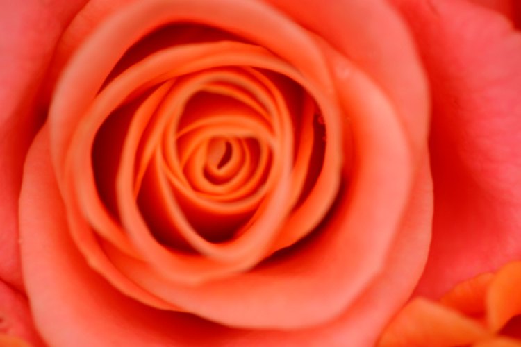 El agua de rosas es útil como tónico, humectante y limpiador suave.