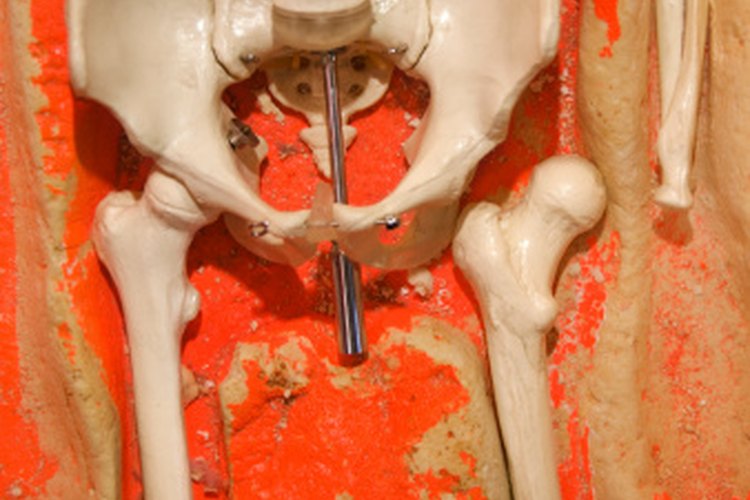 Una articulación semimóvil está ubicada en la parte frontal de la pelvis.