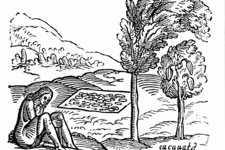 Los granos de cacao se encuentran dentro de la semilla de cacao.