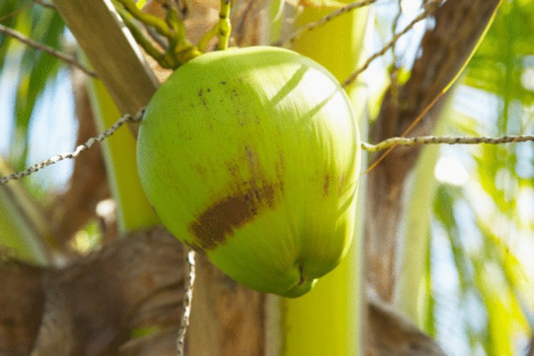 El coco inmaduro es una fuente de agua potable garantizada.