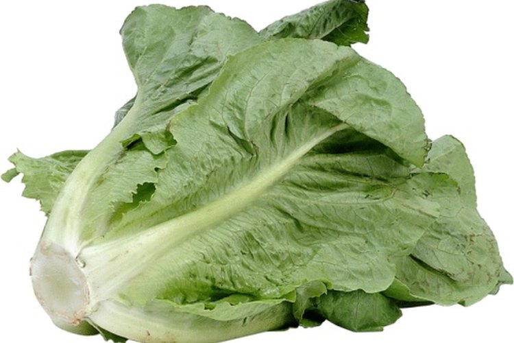 La lechuga romana tiene 17 calorías por porción.