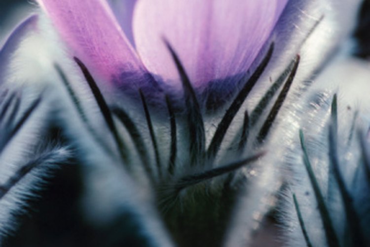 La flor de pasque, conocida también como pulsatilla, se usa como remedio natural de la varicocelis