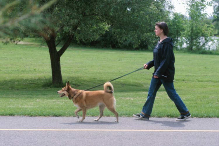 Sacar a caminar a tu perro mejora tus funciones cardíacas.