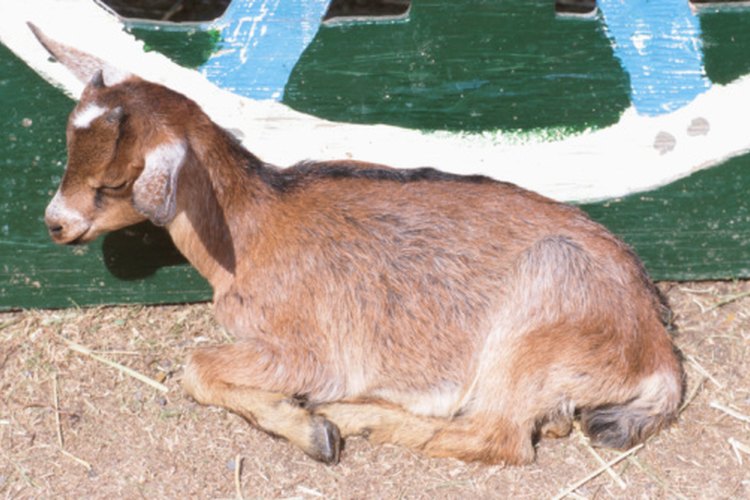 How to Diaper a Goat | Pets on Mom.com