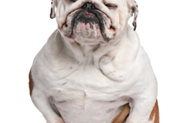 El Previcox alivia el dolor debido a la osteoartritis en los perros.