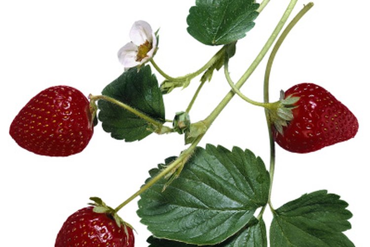 Las hojas de las fresas y los tallos ofrecen múltiples beneficios.