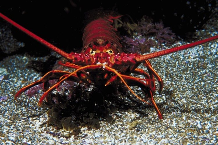 How to Keep Lobsters in a Tank | Pets on Mom.com
