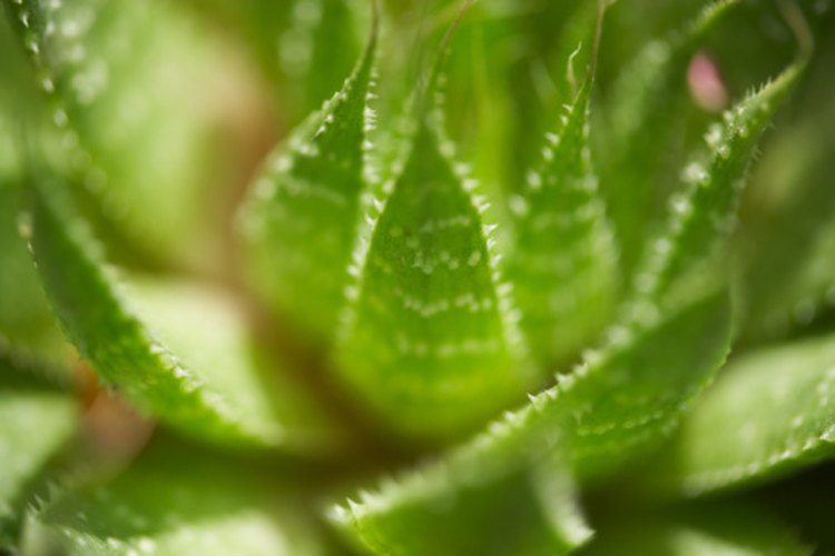 La planta de aloe vera se puede cultivar en casa, lista para usarla cuando sea necesario.