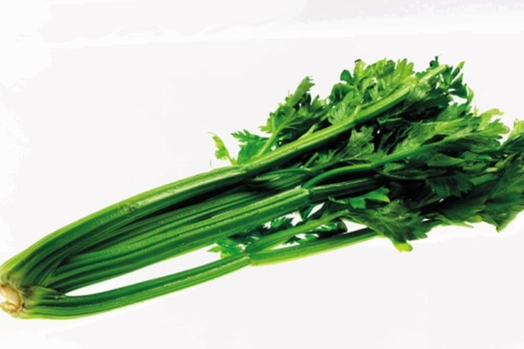 Las hojas del apio son altamente nutritivas y se pueden poner en la licuadora junto con los tallos.